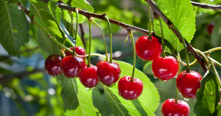 Fresh, ripe cherries from Brouwer Fruit orchard